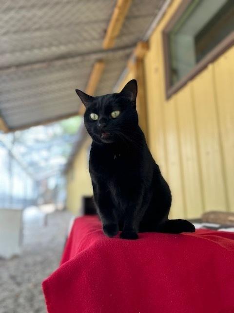 Astrid, a Adoptable Domestic Short Hair in Muskegon, MI image 3/6