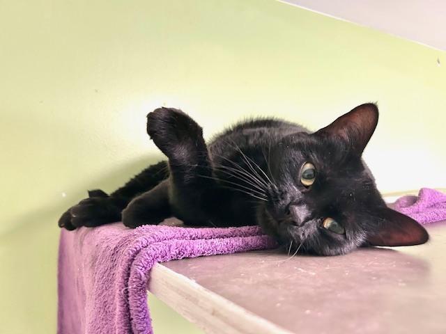 Astrid, a Adoptable Domestic Short Hair in Muskegon, MI image 4/6