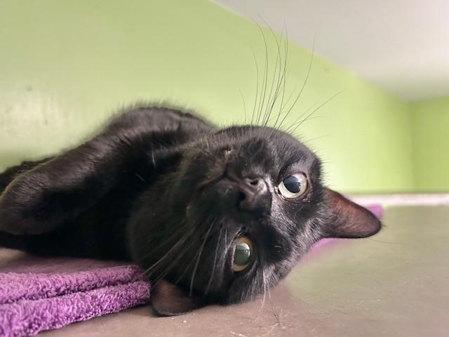 Astrid, a Adoptable Domestic Short Hair in Muskegon, MI image 5/6