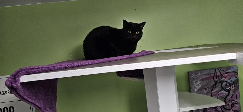 Astrid, a Adoptable Domestic Short Hair in Muskegon, MI image 6/6