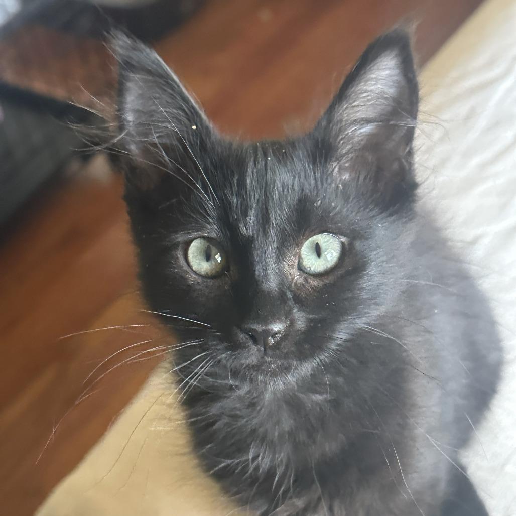 Enlarge SABRINA, a Adoptable Domestic Medium Hair in Willows, CA image 1/1