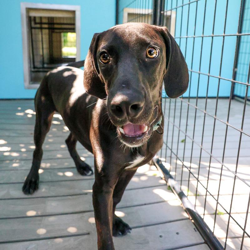 Shadow, Adoptable, Young Male Hound & Mixed Breed.