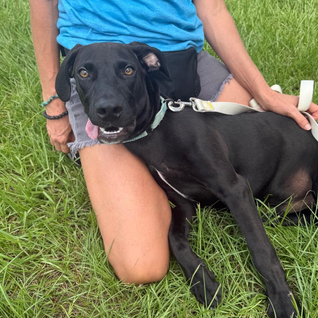 Enlarge Shadow, a Adoptable mixed breed in Bradenton, FL image 3/3