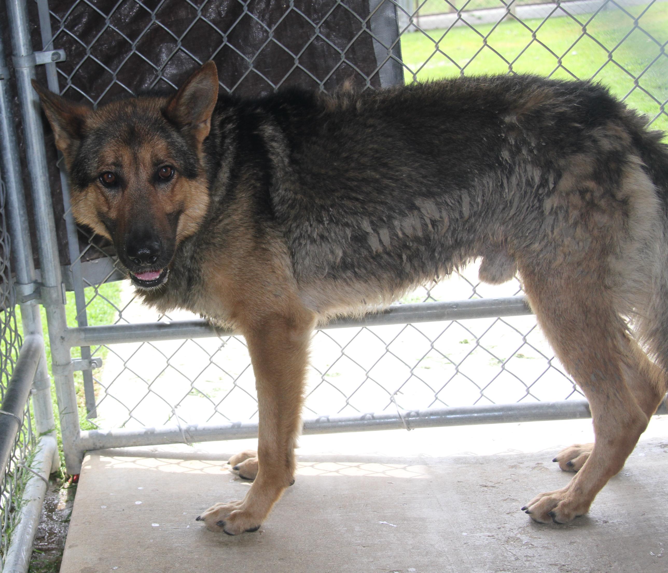 King, Adult Male German Shepherd Dog
