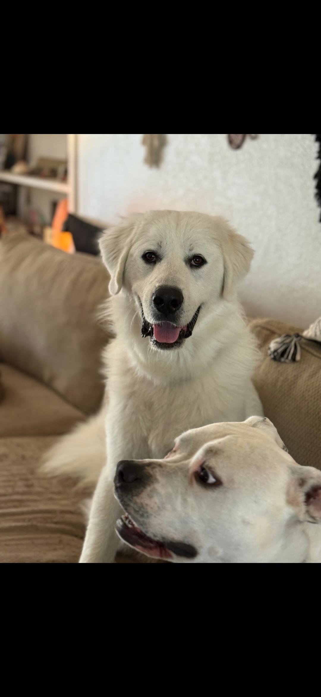 Simon — thumbnail 4