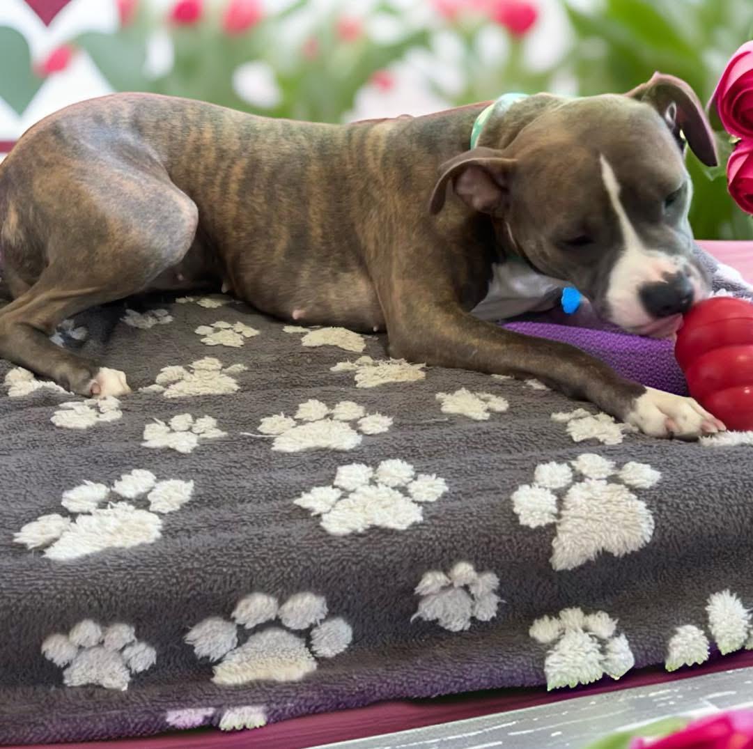 Enlarge Princess, a ADOPTABLE mixed breed in Fairfield , CT image 3/5