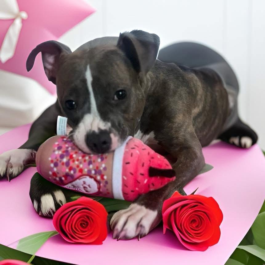 Enlarge Princess, a ADOPTABLE mixed breed in Fairfield , CT image 1/5