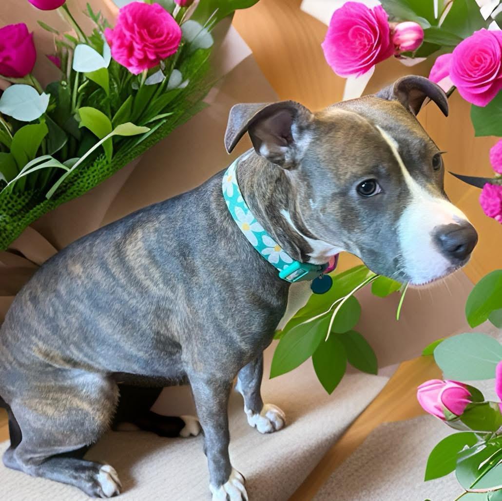 Enlarge Princess, a ADOPTABLE mixed breed in Fairfield , CT image 4/5