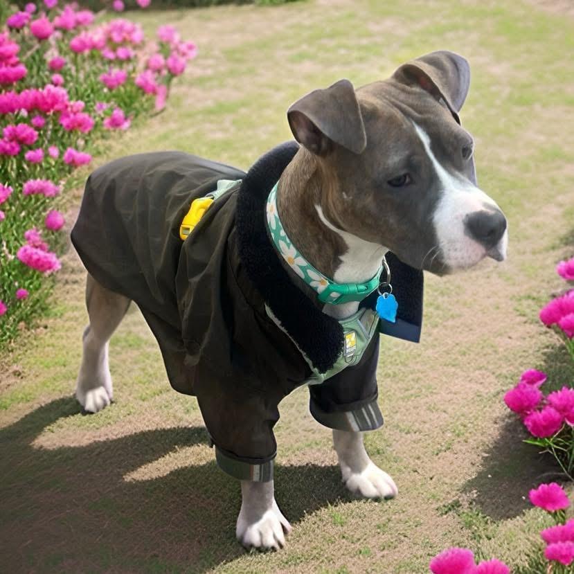 Enlarge Princess, a ADOPTABLE mixed breed in Fairfield , CT image 2/5