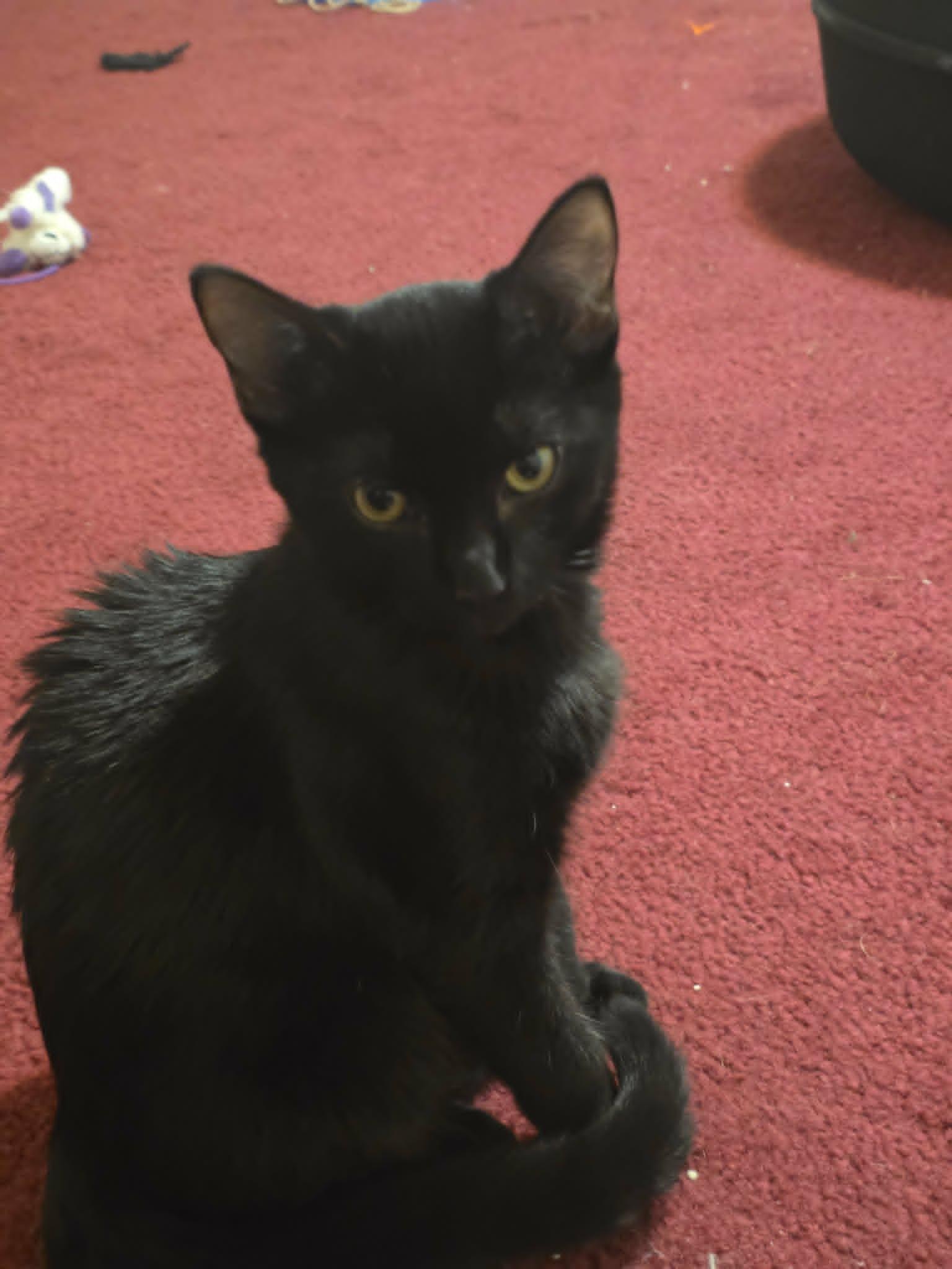 Enlarge Minerva, a Adopted Domestic Short Hair in Mansfield, TX image 2/3