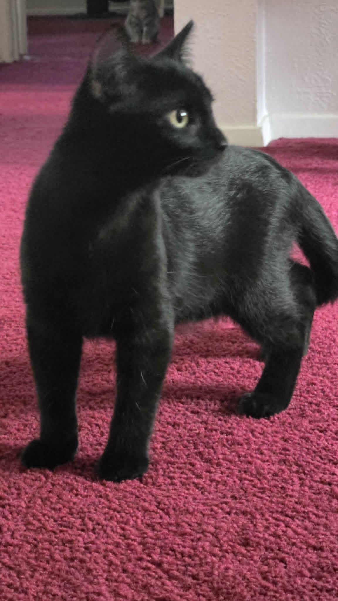 Enlarge Minerva, a Adopted Domestic Short Hair in Mansfield, TX image 3/3