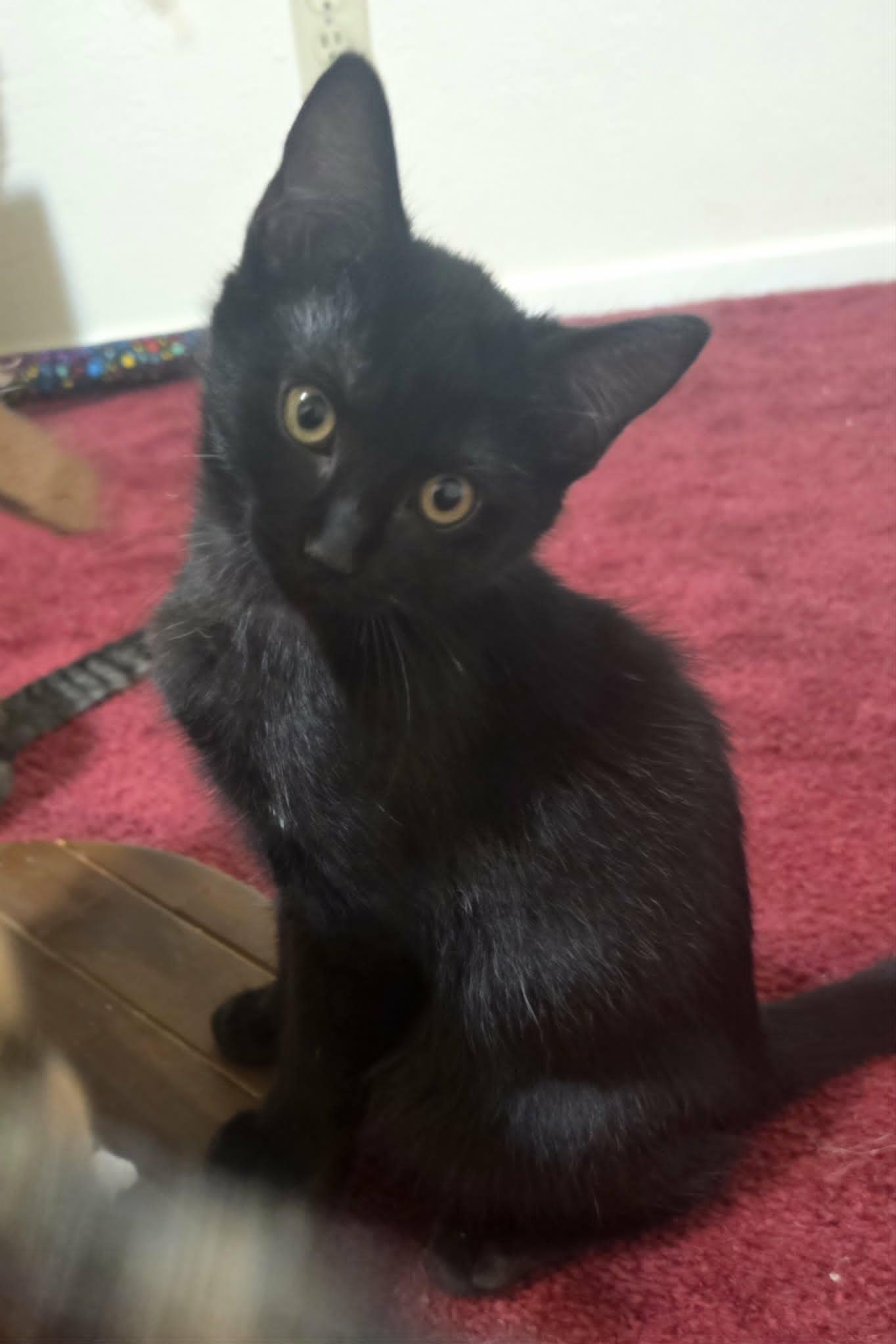 Minerva, Adopted, Young Female Domestic Short Hair.