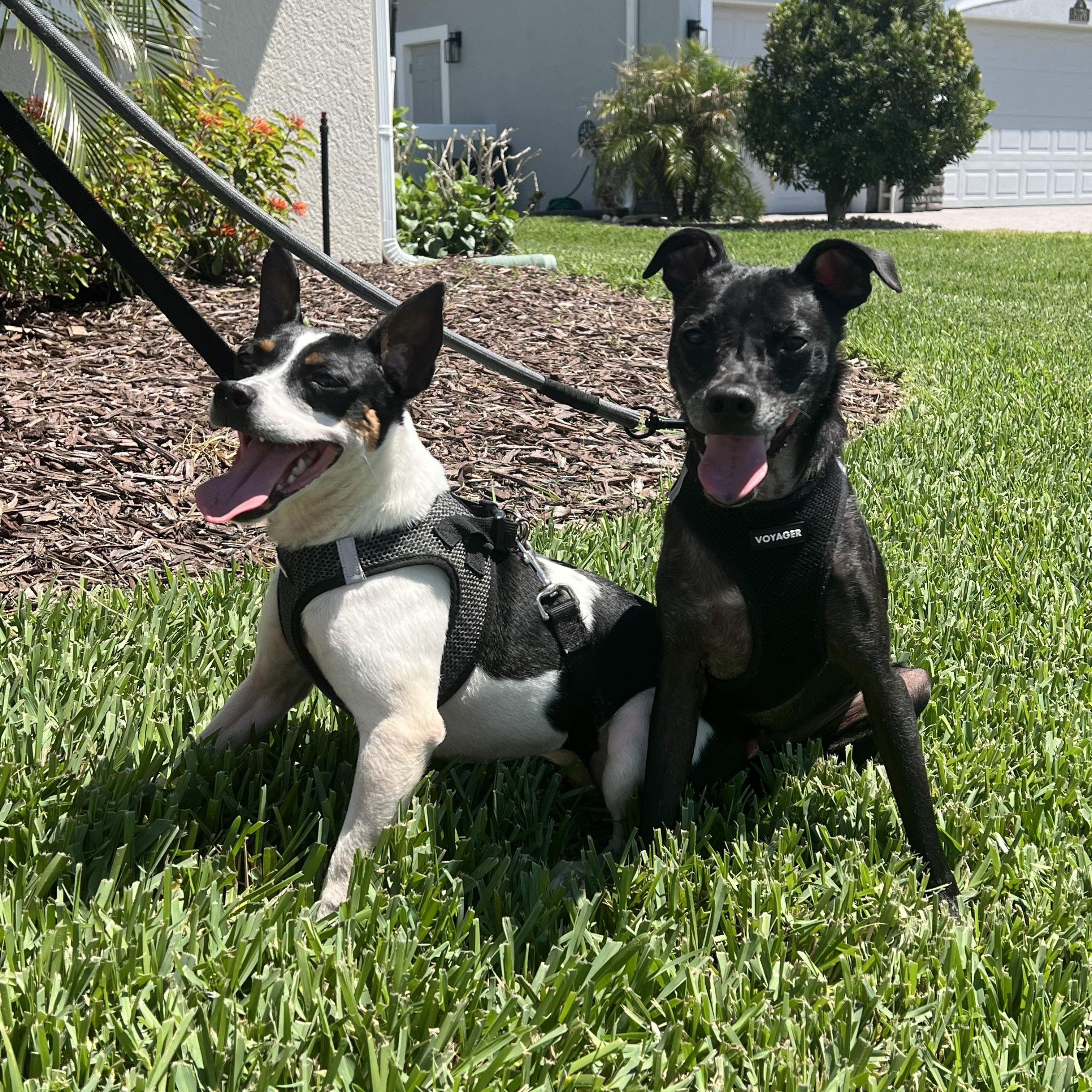 Enlarge Lucky & Ralphie, a ADOPTABLE mixed breed in Palm Bay, FL image 3/6