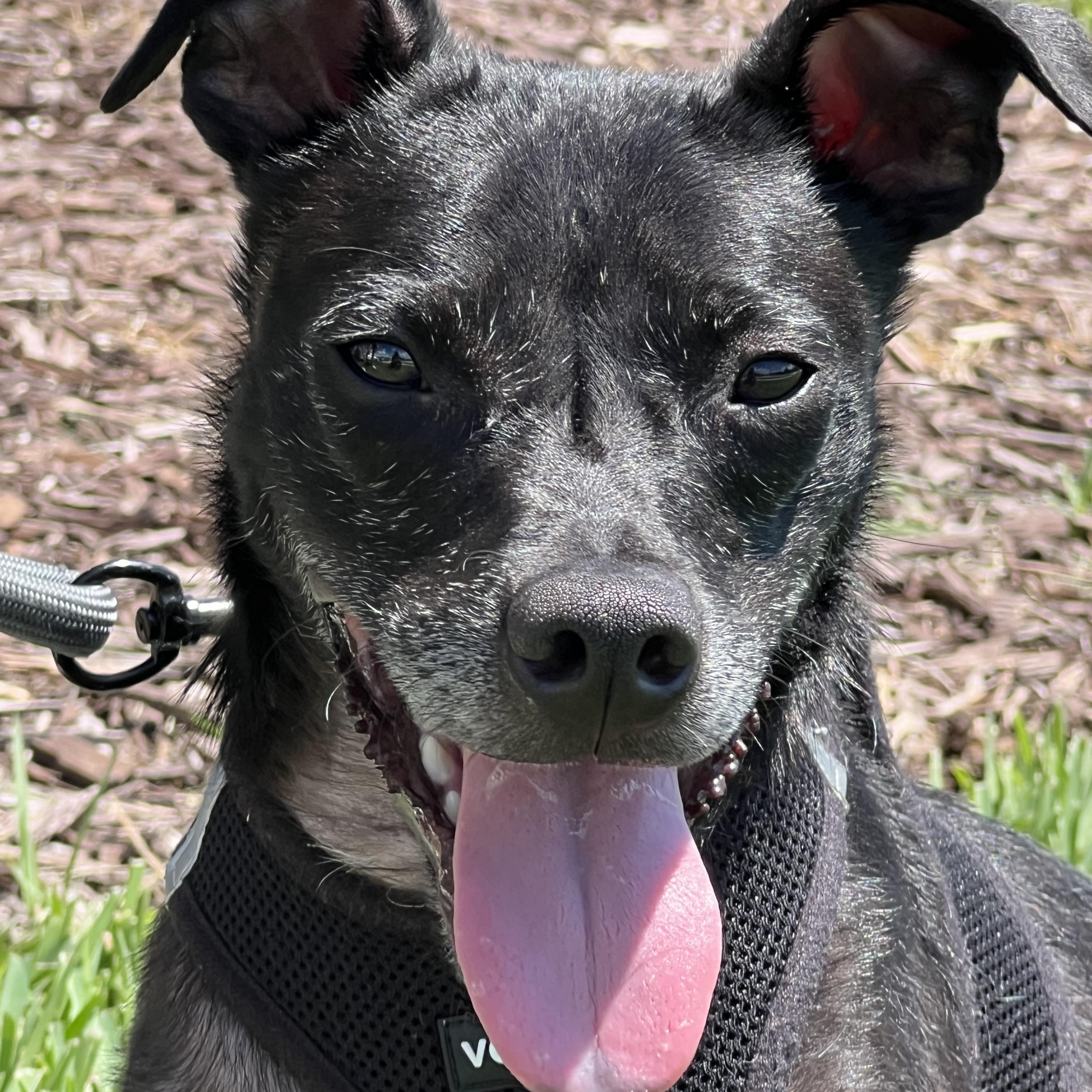 Lucky & Ralphie, ADOPTABLE, Adult Male Rat Terrier.