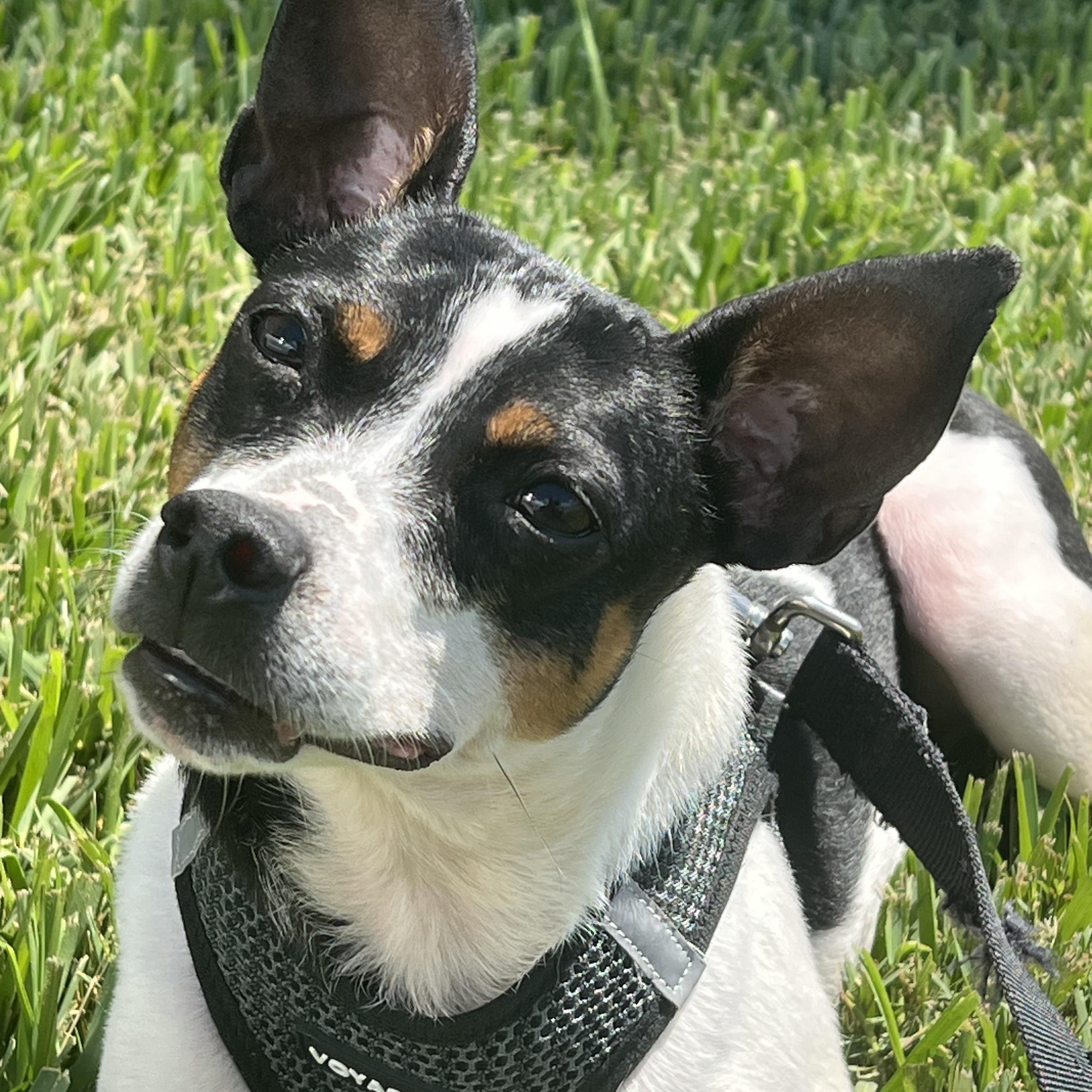 Enlarge Lucky & Ralphie, a ADOPTABLE mixed breed in Palm Bay, FL image 5/6
