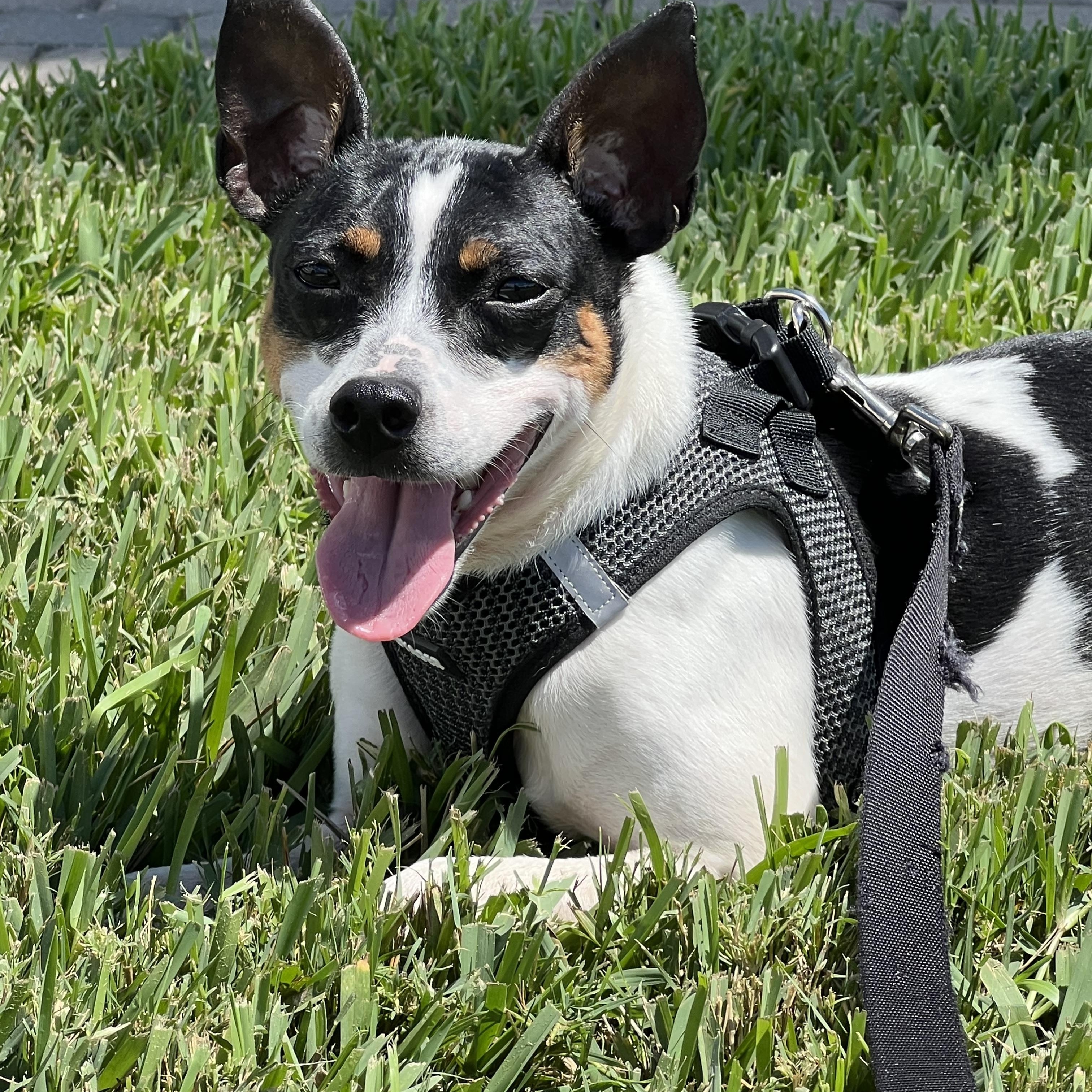 Enlarge Lucky & Ralphie, a ADOPTABLE mixed breed in Palm Bay, FL image 2/6