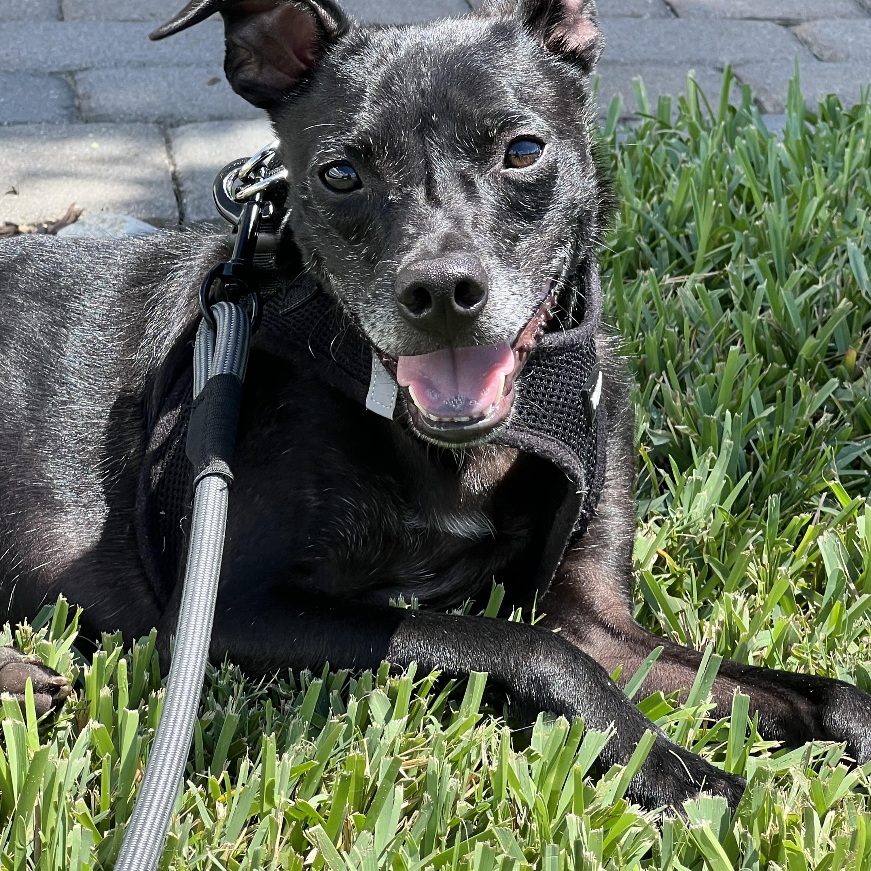 Enlarge Lucky & Ralphie, a ADOPTABLE mixed breed in Palm Bay, FL image 4/6
