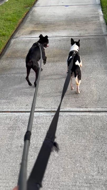 Enlarge Lucky & Ralphie, a ADOPTABLE mixed breed in Palm Bay, FL video 6/6