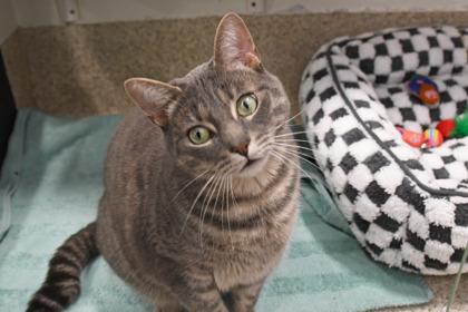 Hoppy, a Adoptable mixed breed in Scotia, NY image 2/3