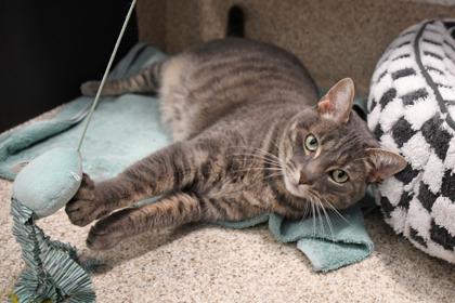 Hoppy, a Adoptable mixed breed in Scotia, NY image 3/3