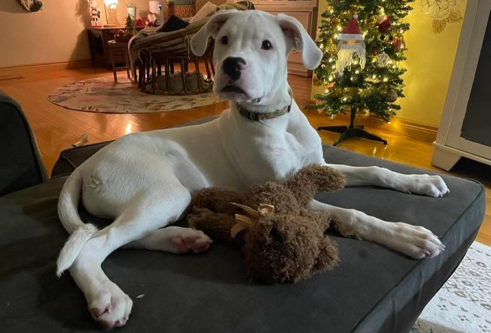 Dallas, ADOPTABLE, Young Male Mixed Breed.