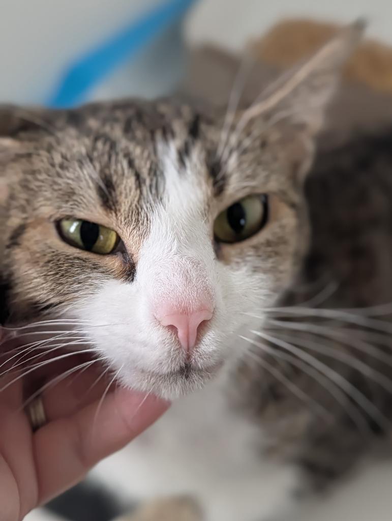 Sweet Pea, Adoptable, Adult Female Domestic Short Hair.