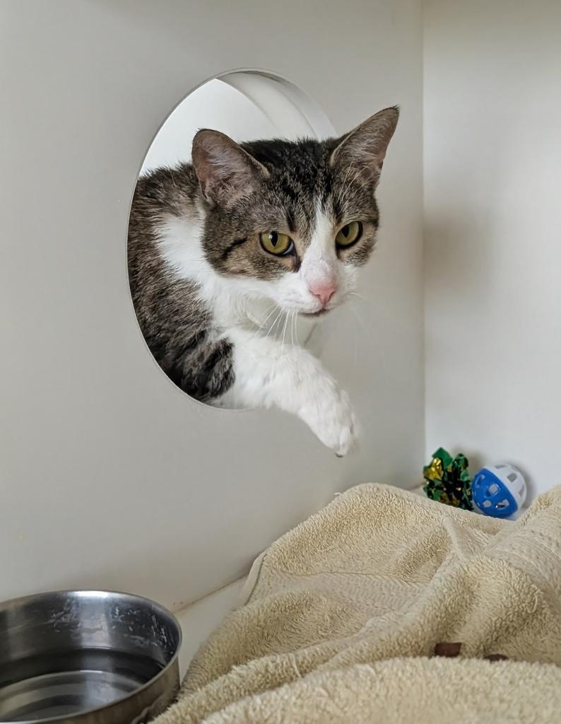 Sweet Pea, a Adoptable mixed breed in Greenfield, IN image 3/4