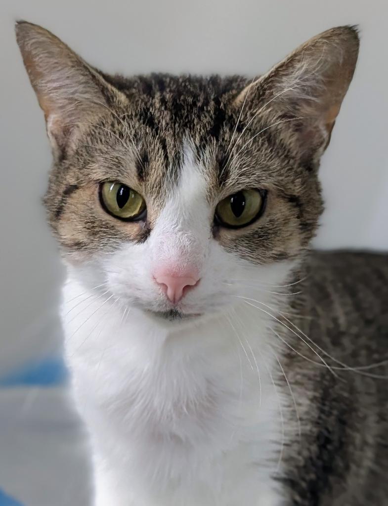 Sweet Pea, a Adoptable mixed breed in Greenfield, IN image 4/4