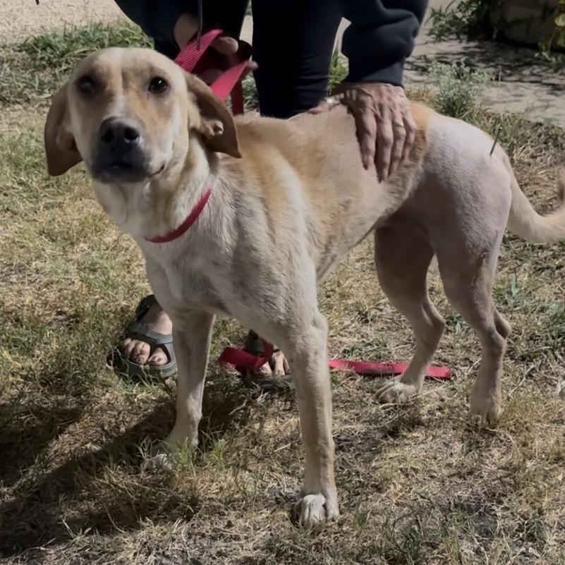 Enlarge Sofia, a Adoptable mixed breed in Ennis, TX image 2/4