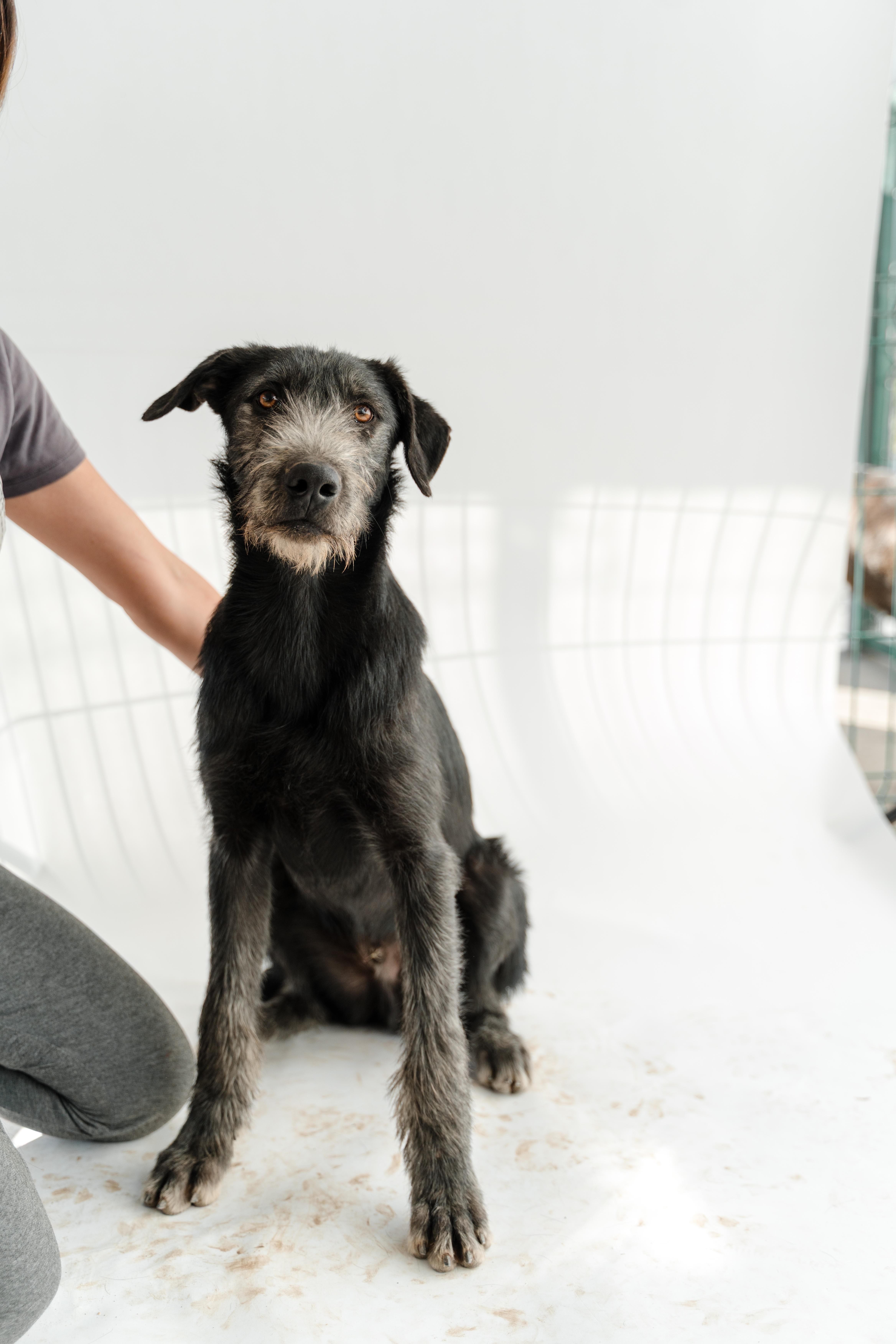 Gigio — thumbnail 2