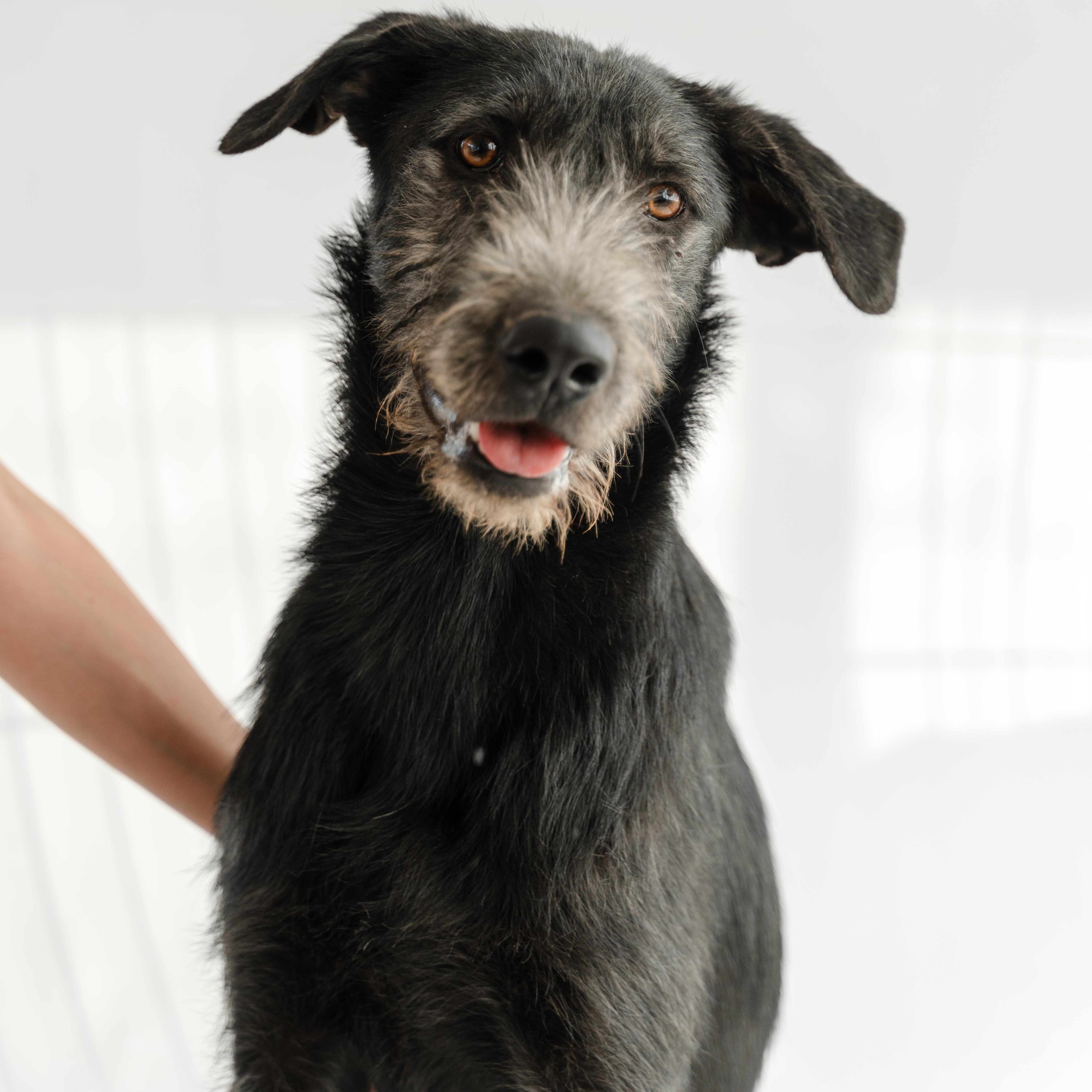 Gigio — thumbnail 3