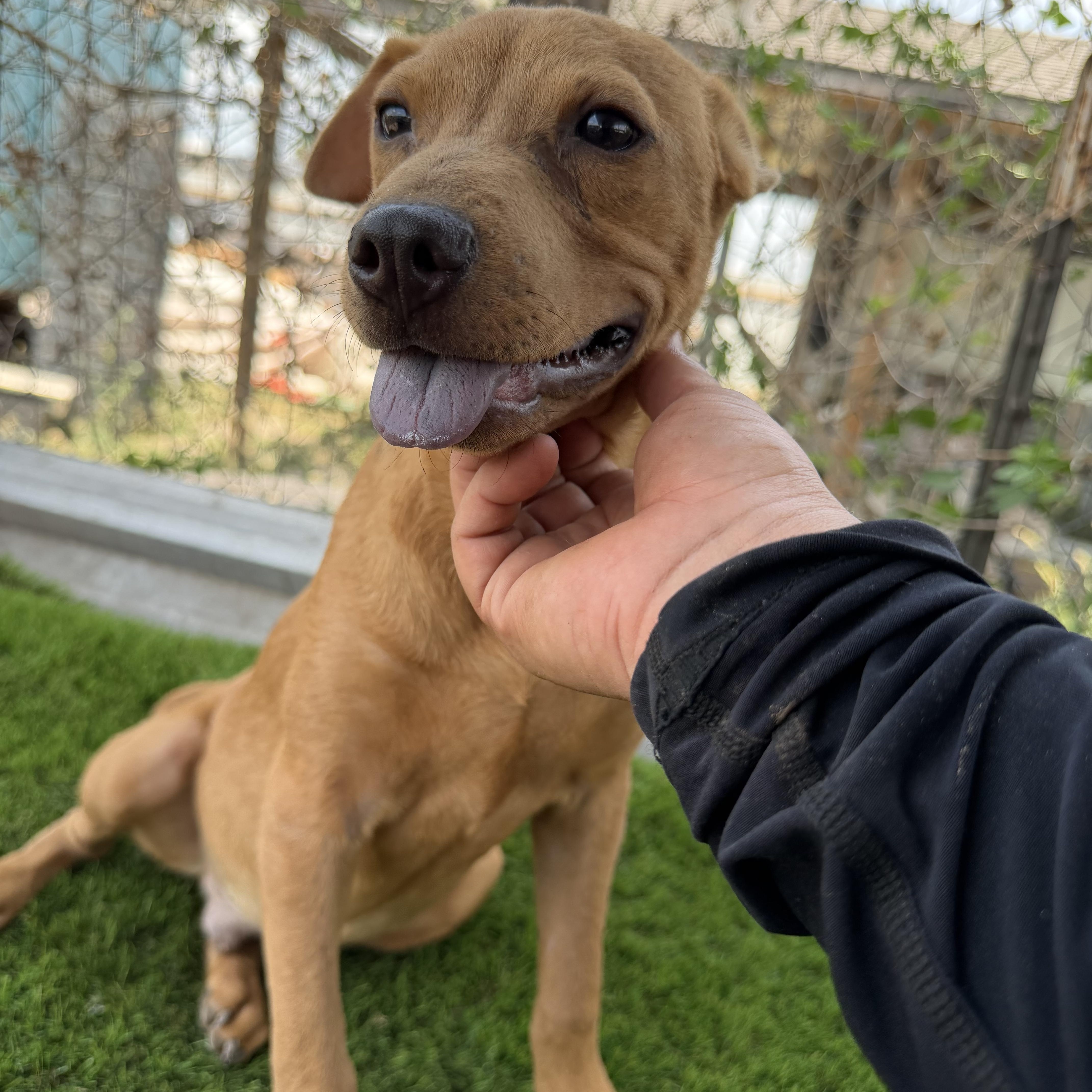 Enlarge Nash, a Adoptable mixed breed in Scarsdale, NY image 1/5