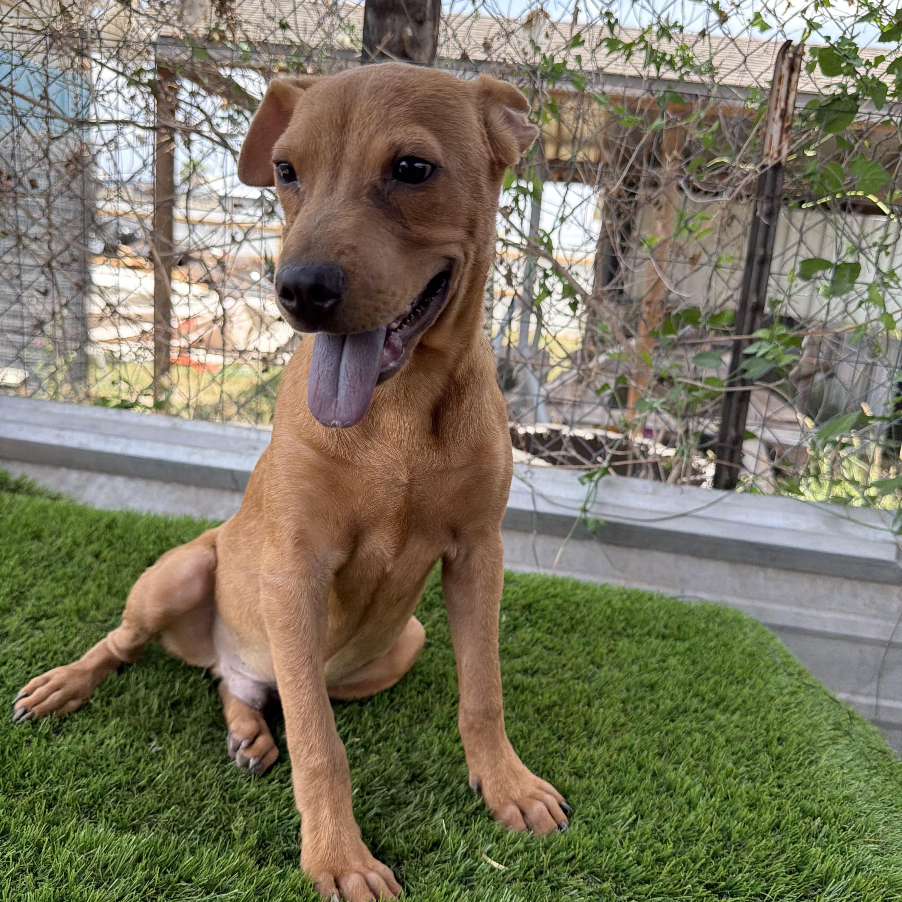 Enlarge Nash, a Adoptable mixed breed in Scarsdale, NY image 2/5