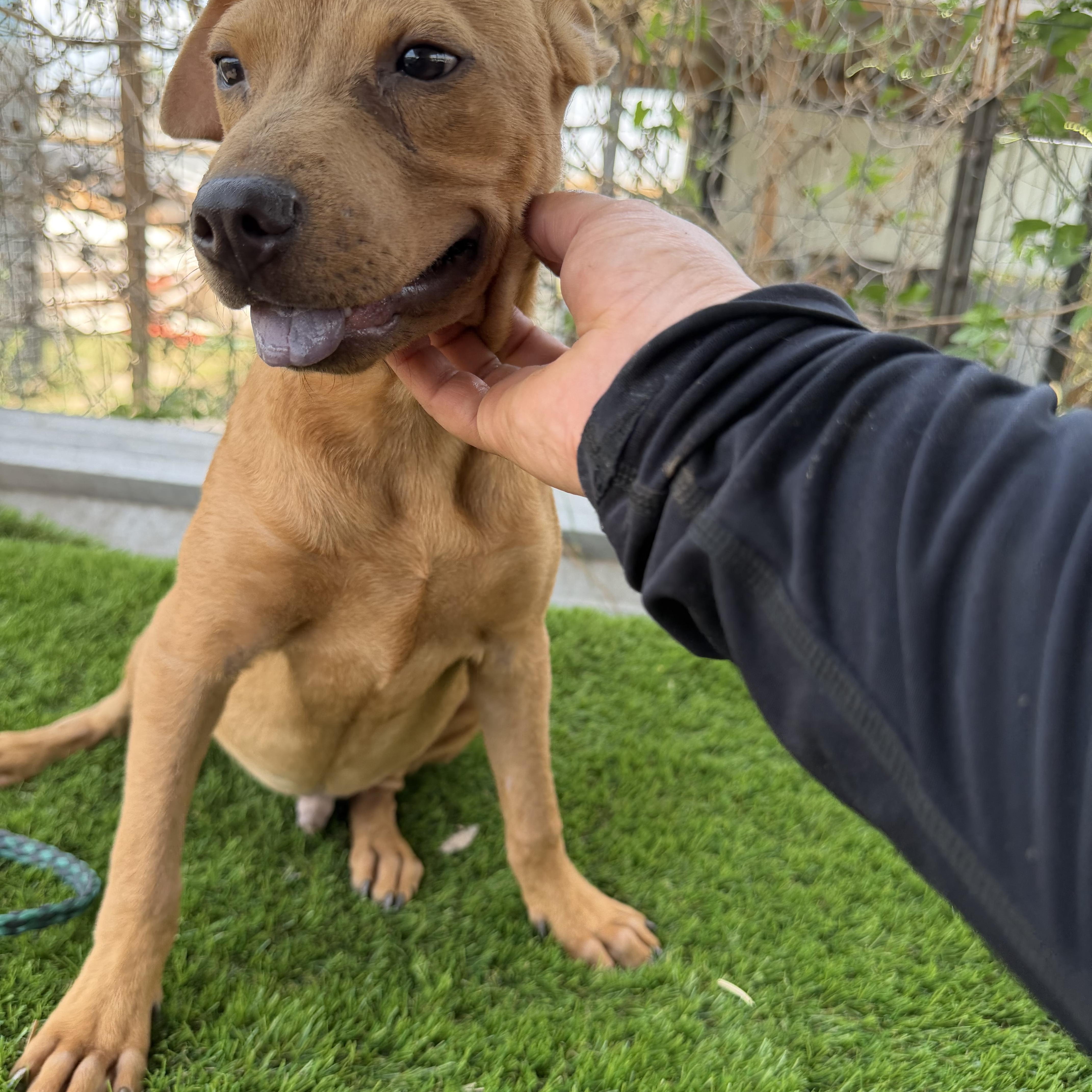 Enlarge Nash, a Adoptable mixed breed in Scarsdale, NY image 4/5