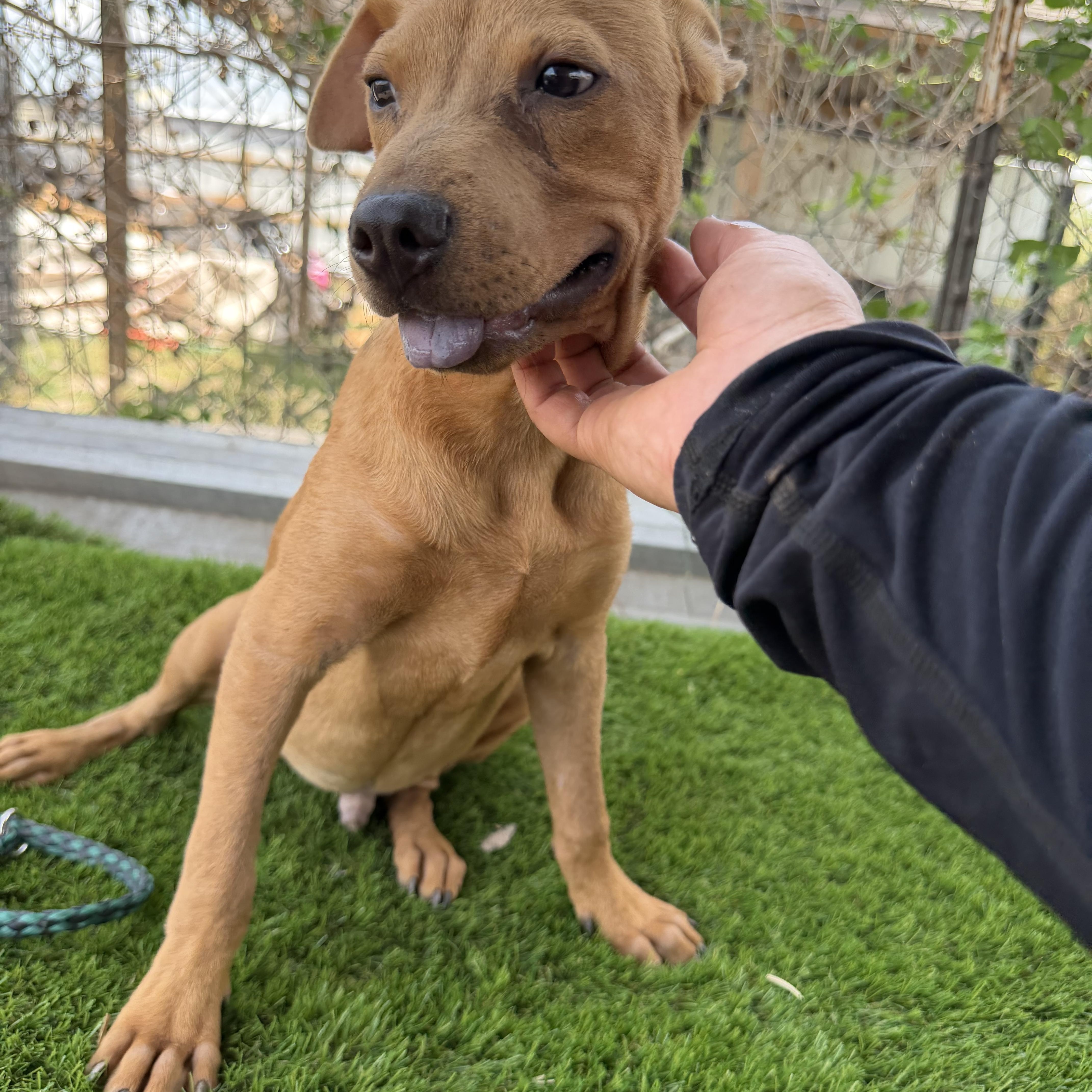 Enlarge Nash, a Adoptable mixed breed in Scarsdale, NY image 3/5