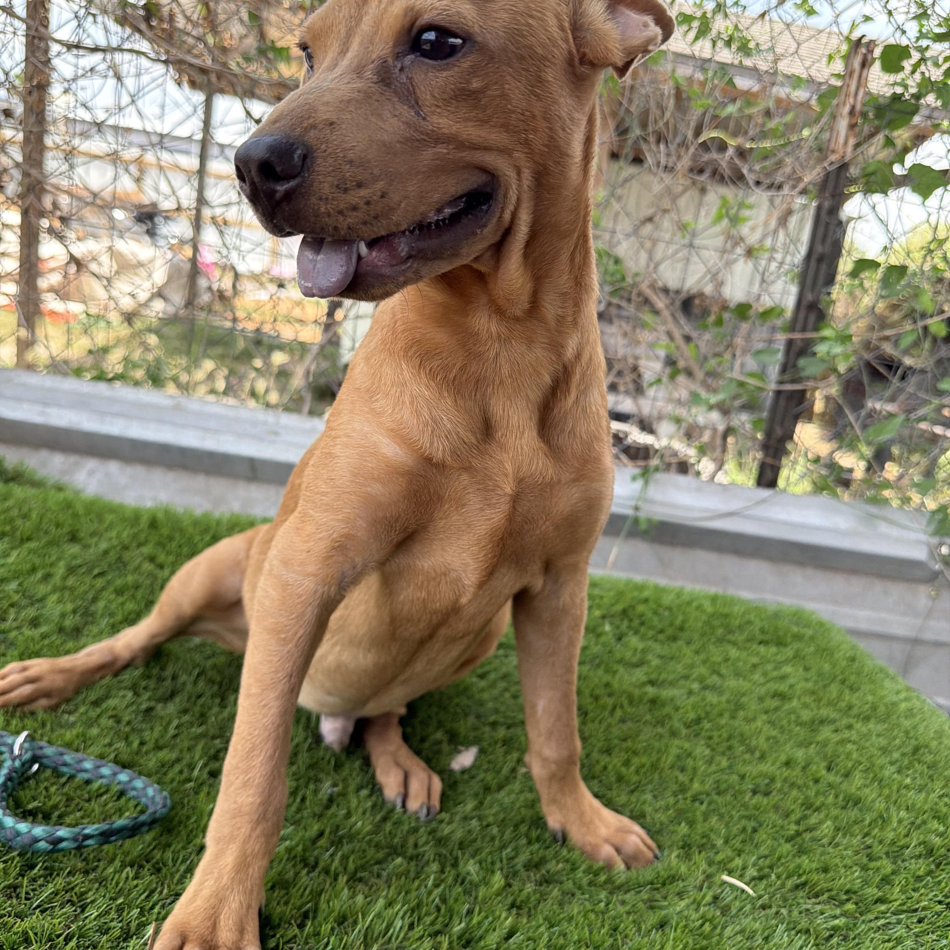 Enlarge Nash, a Adoptable mixed breed in Scarsdale, NY image 5/5