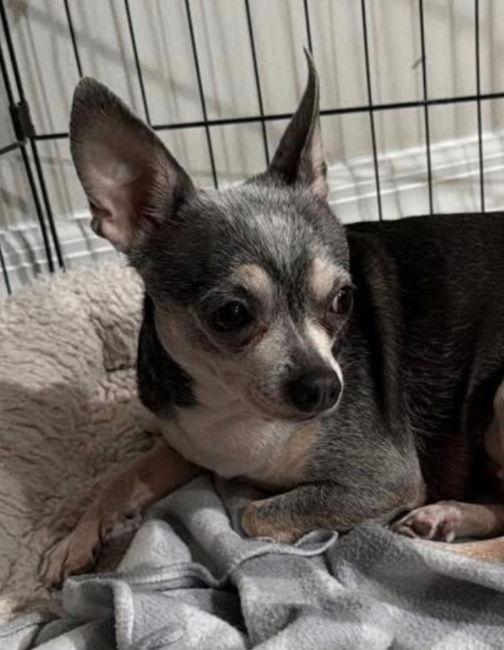 Daisy, Adopted, Adult Female Chihuahua & Chihuahua.