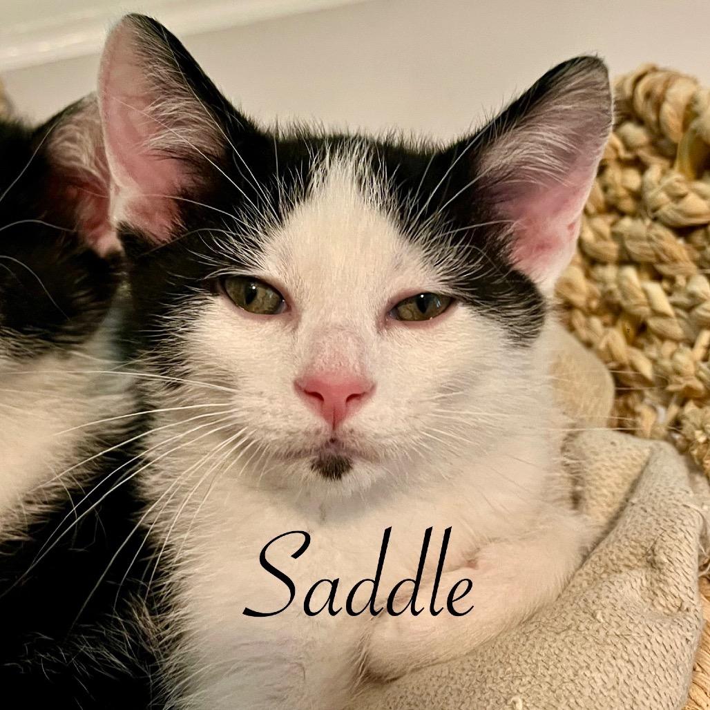 Saddle, Adoptable, Young Male Domestic Short Hair.