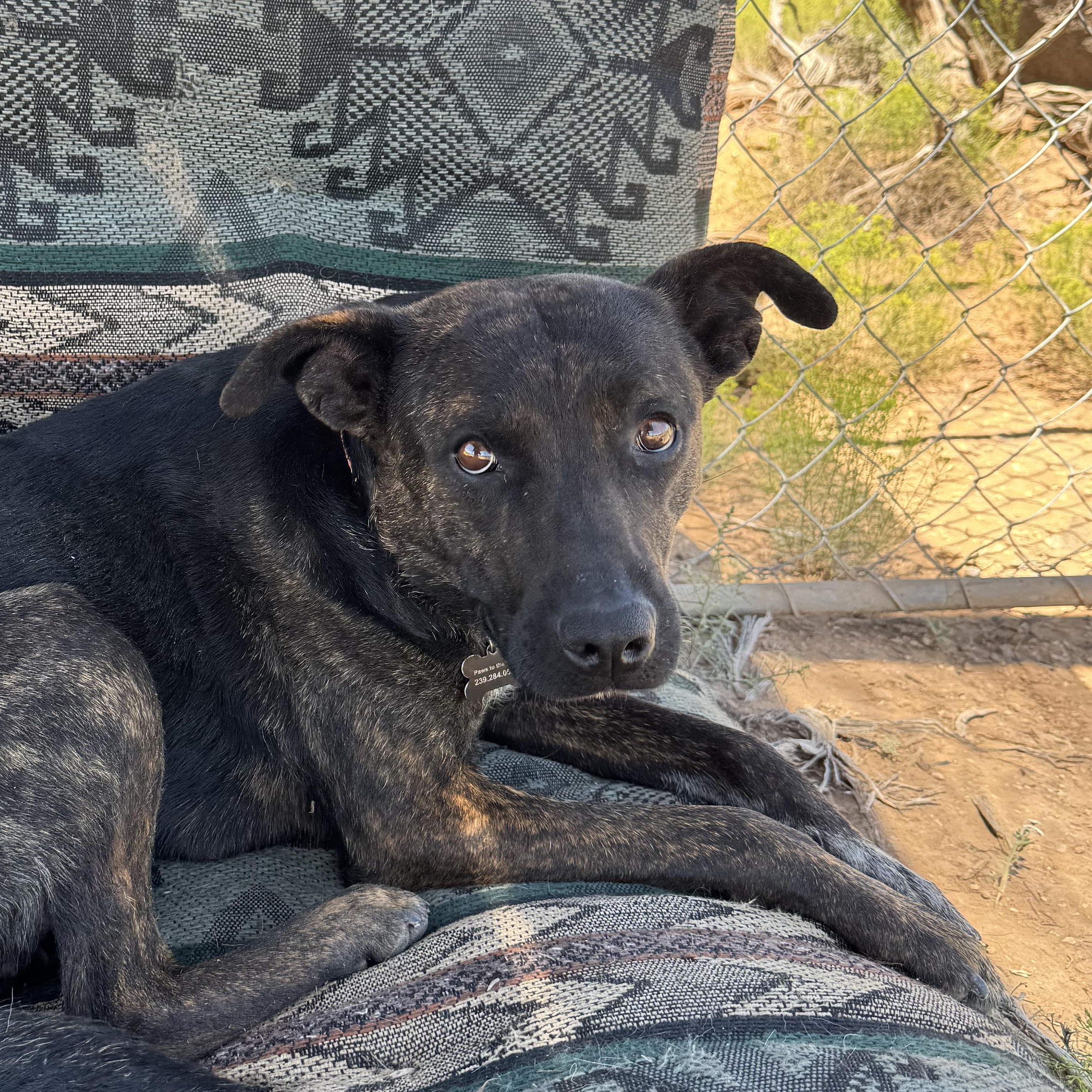 Pepper, Adoptable, Adult Female Mixed Breed.