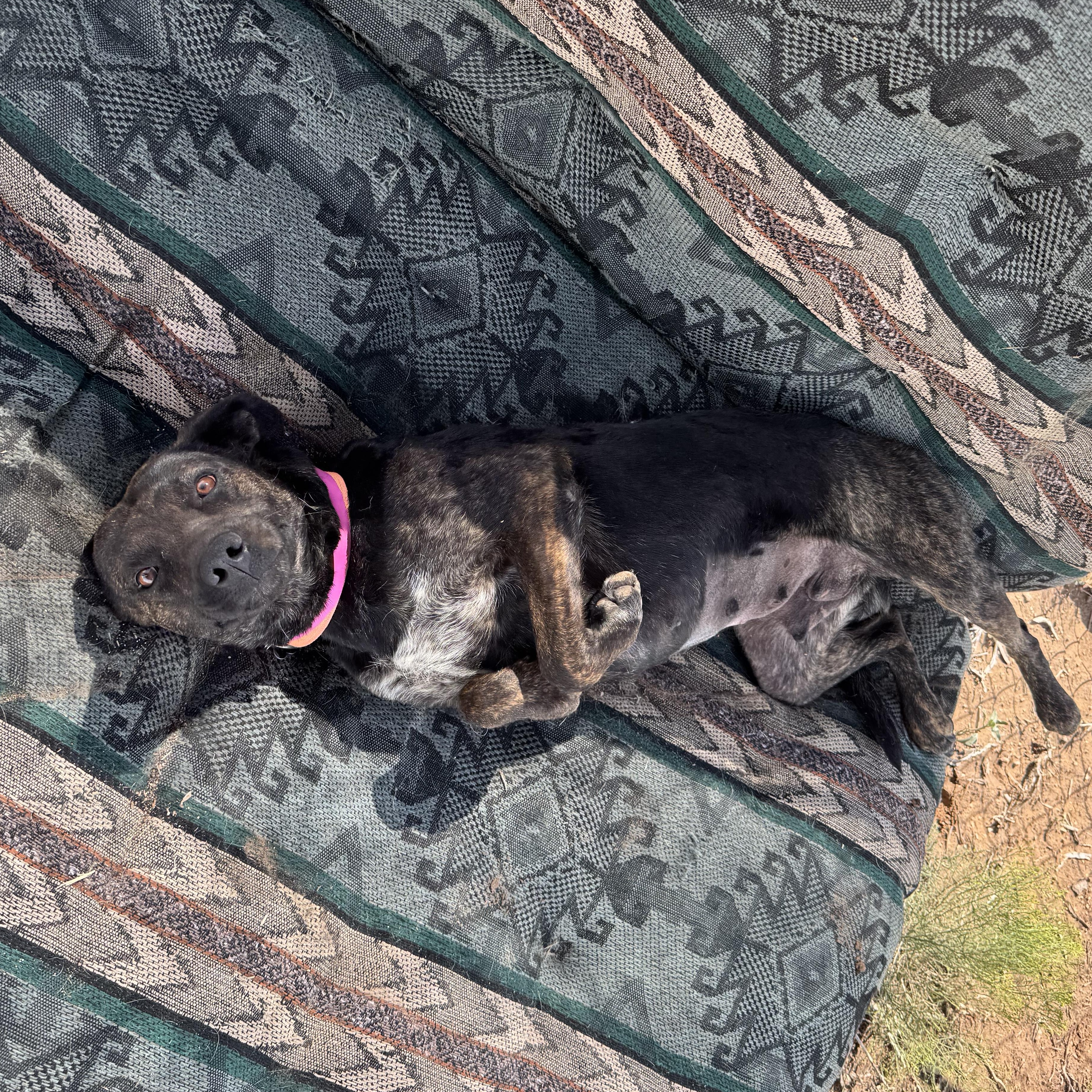 Enlarge Pepper, a Adoptable mixed breed in Carson, NM image 3/5