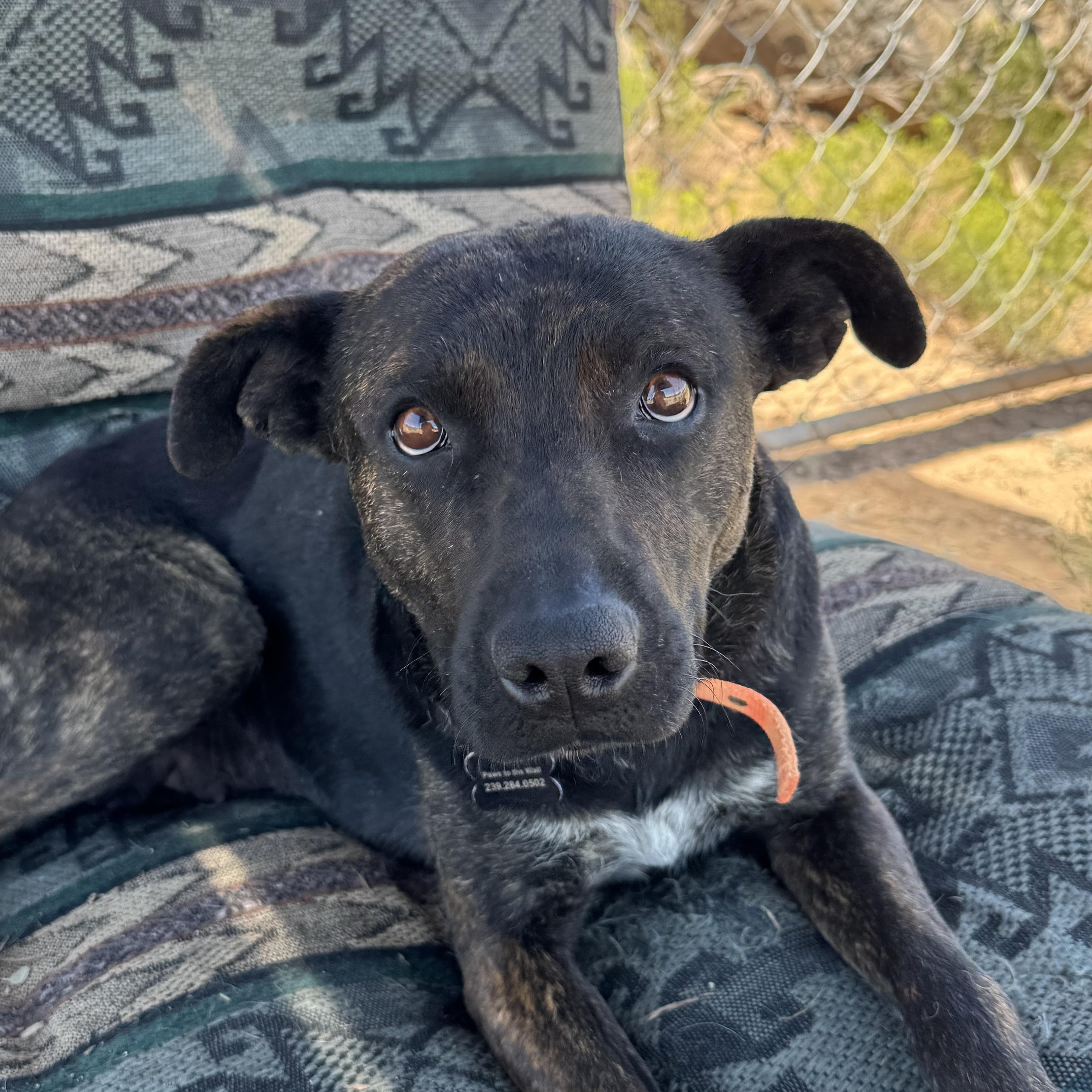 Enlarge Pepper, a Adoptable mixed breed in Carson, NM image 4/5