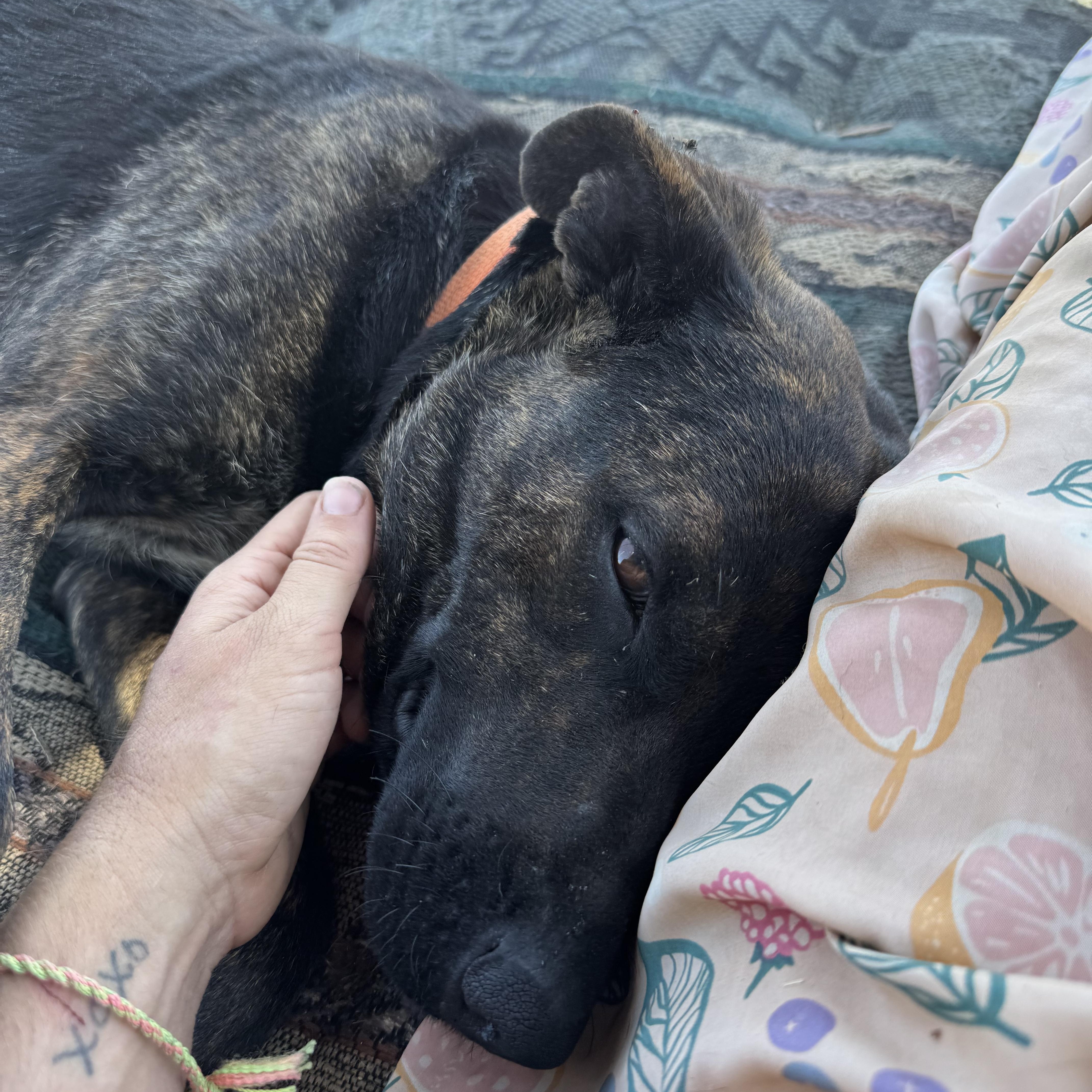 Enlarge Pepper, a Adoptable mixed breed in Carson, NM image 5/5