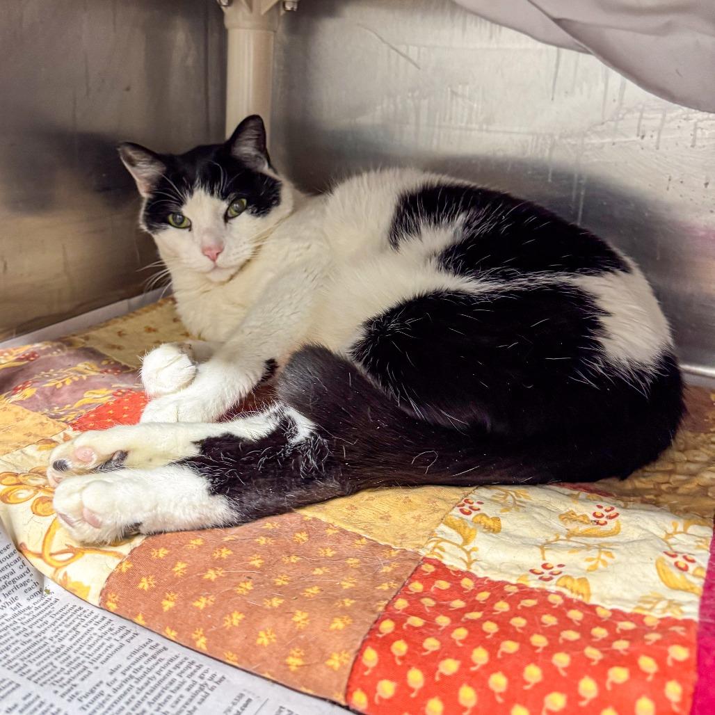 Enlarge Tonka, a Adoptable Domestic Short Hair in Kennebunk, ME image 1/6