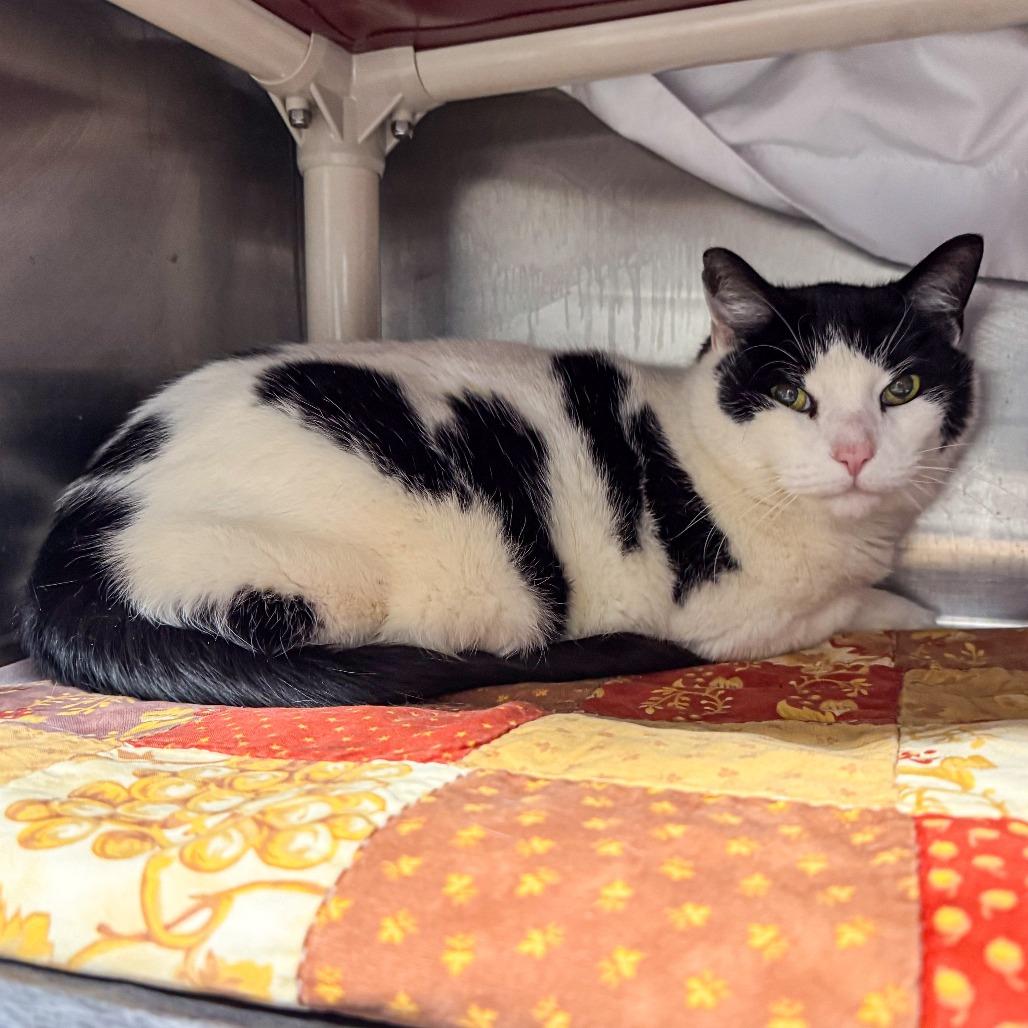 Enlarge Tonka, a Adoptable Domestic Short Hair in Kennebunk, ME image 2/6