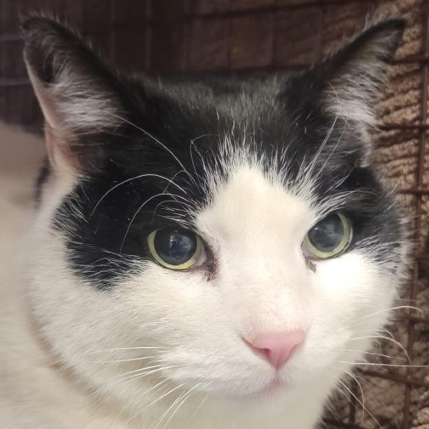 Enlarge Tonka, a Adoptable Domestic Short Hair in Kennebunk, ME image 3/6