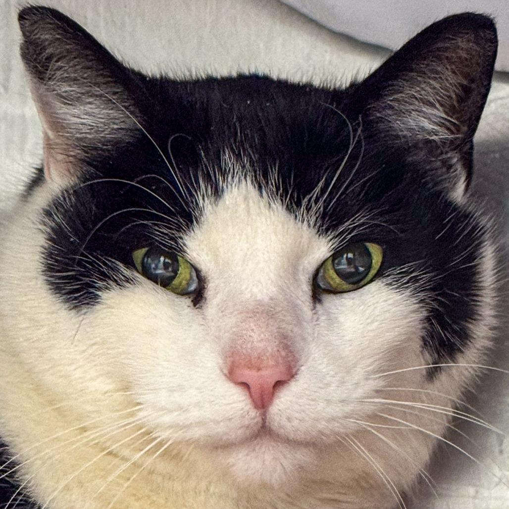 Enlarge Tonka, a Adoptable Domestic Short Hair in Kennebunk, ME image 4/6