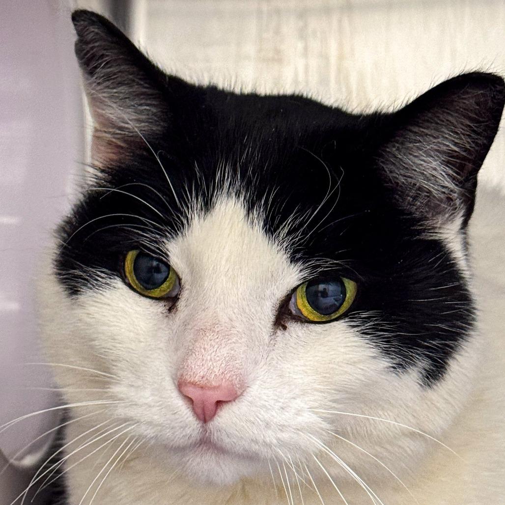 Enlarge Tonka, a Adoptable Domestic Short Hair in Kennebunk, ME image 5/6