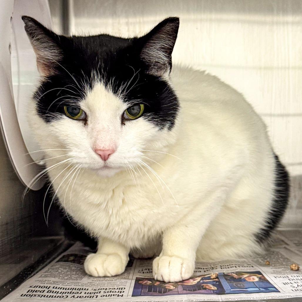 Enlarge Tonka, a Adoptable Domestic Short Hair in Kennebunk, ME image 6/6