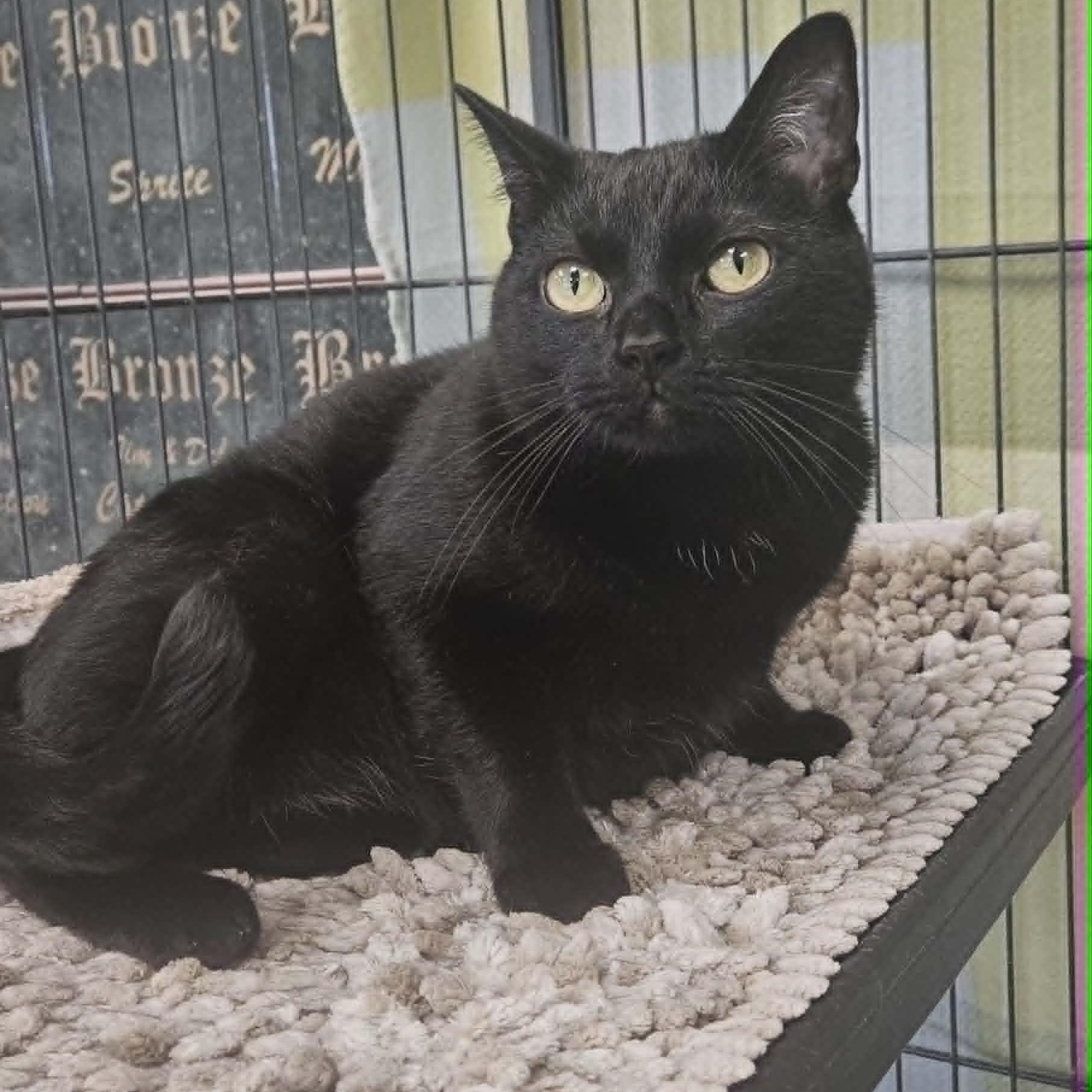Kava, a Adoptable Domestic Short Hair in Wapakoneta, OH image 6/6