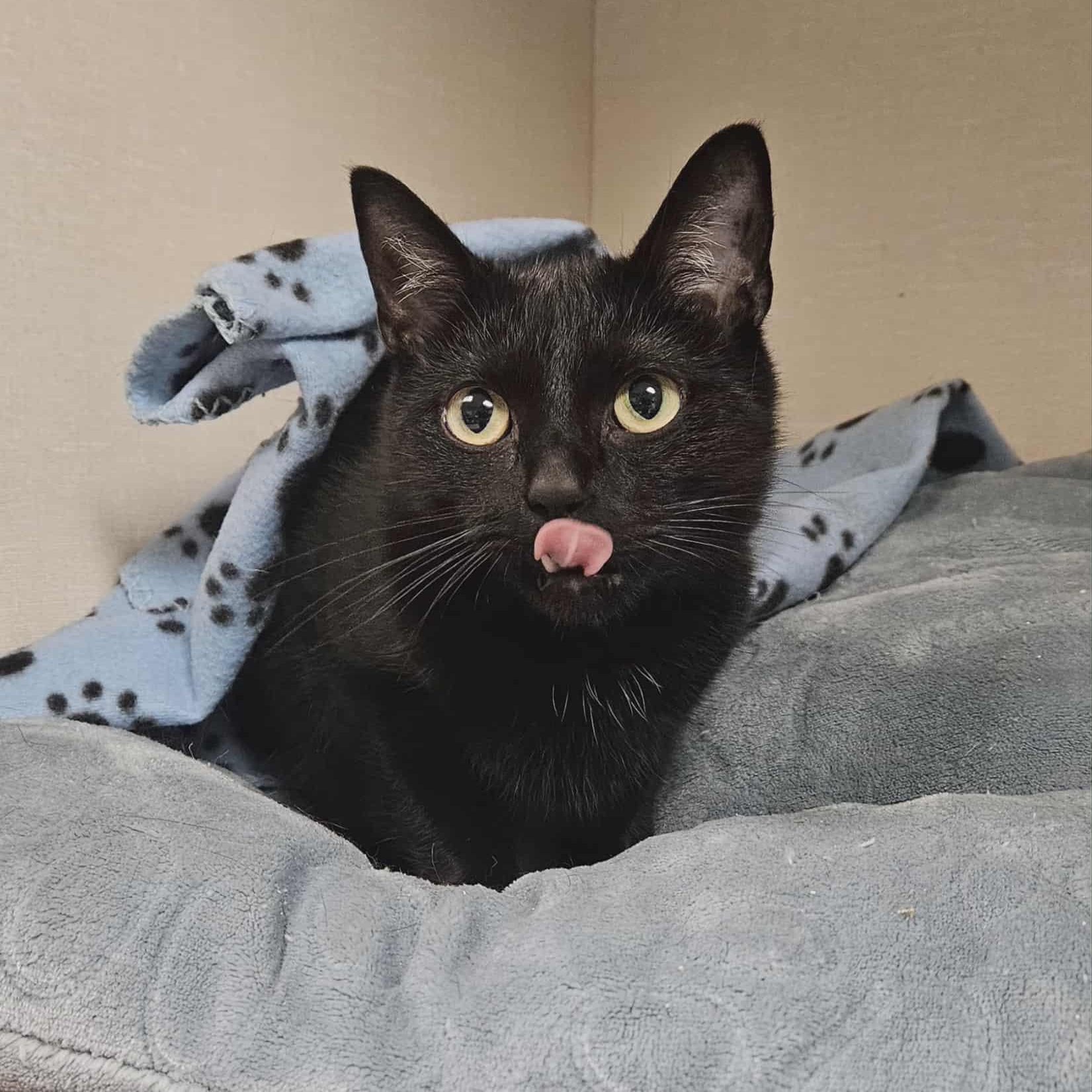 Kava, a Adoptable Domestic Short Hair in Wapakoneta, OH image 4/6